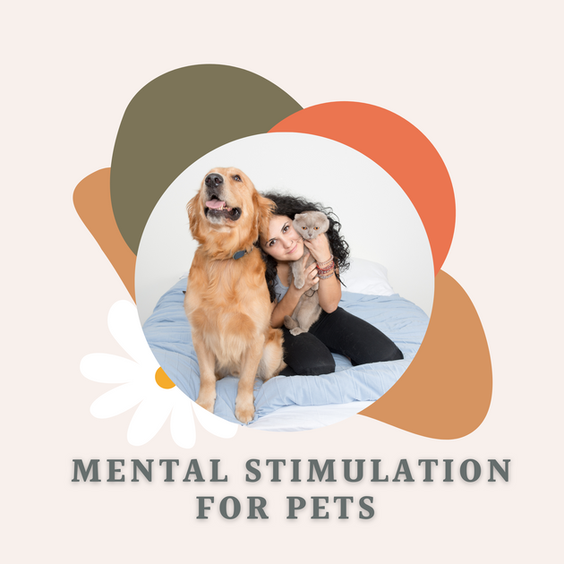 Photo inspiration: Parrotlet Daily Routine And Mental Stimulation Importance Reference: The Importance Of Mental Stimulation For Pets A Guide For