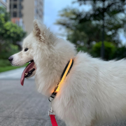 GlowTrail - Collar Set
